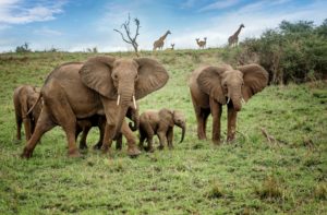 Herd of African elephants in National Park, Uganda