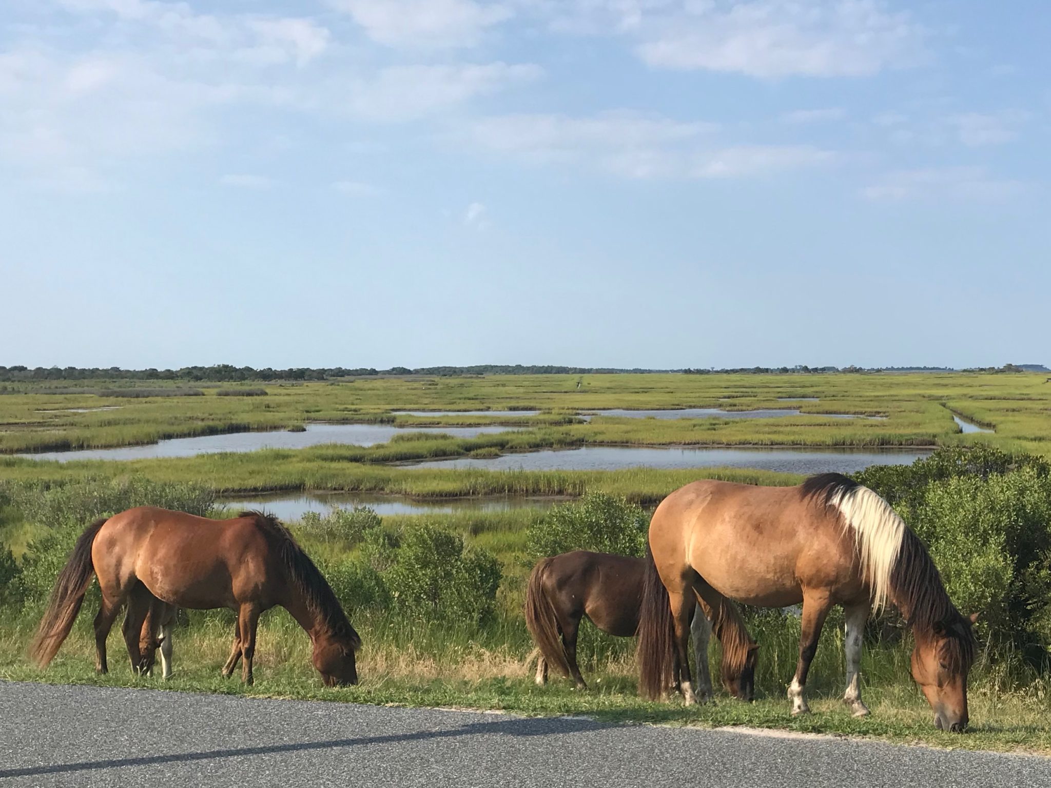 Revisiting Misty Of Chincoteague – E. E. Duncan  Elizabeth Duncan  Beth 